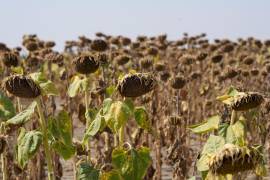 Girasoles marchitos en un campo en medio de una sequía cerca de la ciudad de Becej, Serbia. Conversaciones de la ONU concluyen sin acuerdo para hacer frente a la sequía a nivel mundial.