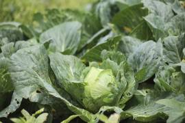 Un cultivo de lechugas. El domingo, la empresa Taylor Farms ubicada en Doctor Mora, Guanajuato anunció que la FDA se había disculpado después de que una prueba de Cyclospora resultara ser un falso positivo.