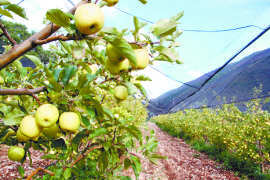 Productores de Arteaga estiman tener este año más de un millón de cajas de manzanas