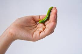 Imagen representativa de un gusano inocuo en la palma de una mano. Una especie de gusano común denominada ‘Zophobas morio’ podría ser la clave para el reciclaje de plástico a gran escala.
