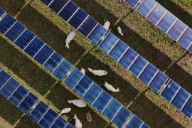 Vita aérea de ganado pasta bajo paneles solares en una granja el martes 28 de abril de 2026, en Christiana, Tennessee.