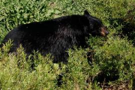 Los osos Capy, Camila, Buñuelo, Samu y Bebé Leche celebrarán 15 años en el Museo del Desierto, tras haber sido rescatados del incendio forestal ocurrido en 2011 en Boquillas del Carmen.