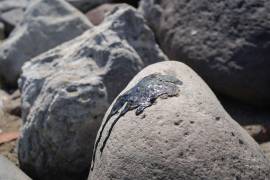 48% de comentarios hizo eco de la alerta que lanzó la organización Greenpeace por la afectación ecológica.