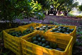 La exportación de aguacate mexicano hacia Estados Unidos comenzó a destrabarse este sábado.