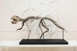 Ponen a la venta esqueletos de dinosaurio, fósiles y hasta meteoritos
