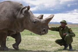 Para salvar la especie, último rinoceronte blanco recurre a Tinder