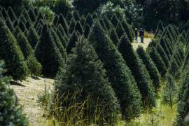 Las familias de Saltillo incrementan su gasto en decoración navideña, especialmente en el árbol de Navidad.