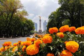 Trabajadores realizan la instalación de flores de cempasúchil sobre Paseo de la Reforma, frente al Ángel de la Independencia, como parte de los preparativos y adecuaciones urbanas en una de las zonas más emblemáticas de la CDMX.