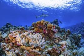 Fotografía de agosto de 2018 proporcionada por Allen Coral Atlas, de un un tiburón nadando en un arrecife en el atolón Ailinginae en las Islas Marshall. AP/Greg Asner/Allen Coral Atlas
