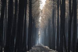 La luz se cuela por un bosque calcinado cerca de Ares, en el suroeste de Francia, el 30 de julio de 2026.