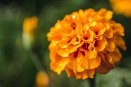 Además de ser una flor representativa del Día de Muertos, el cempasúchil puede ayudar a atraer abejas, mariposas y colibríes.