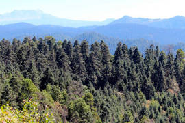 Semarnat aprueba la tala comercial de un tercio del bosque del Nevado de Toluca
