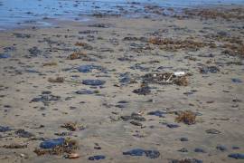 Las playas costeras sufren las consecuencias del derrame oculto por Pemex., la falta de alerta oportuna dejó a las comunidades y ecosistemas vulnerables al arribo del hidrocarburo.