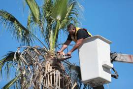 Se instó a la población a realizar los reportes correspondientes en caso de detectar algún riesgo en el arbolado de la ciudad.