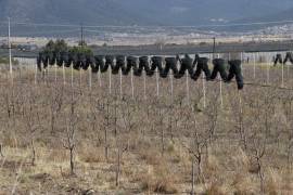 La prolongada sequía, heladas tardías y granizadas atípicas, además del intenso calor, afectaron la producción manzanera de Arteaga.