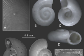 El arroyo Los Chorros es hábitat del caracol más pequeño del mundo, especie vulnerable por contaminación y turismo.