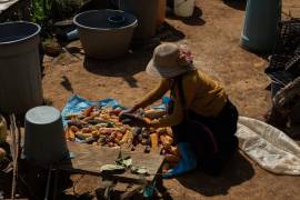 El gobierno mexicano tampoco documentó ni proporcionó a las partes interesadas las investigaciones que justificaban la prohibición del uso de maíz transgénico para consumo humano. FOTO: CUARTOSCURO.