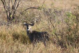 El venado cola blanca tejano es una de las especies más valoradas en la cacería regulada.
