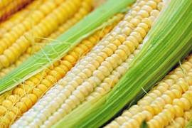 México es el segundo comprador de maíz proveniente de Estados Unidos, después de China