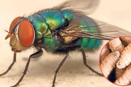 A nueve meses del veto al ganado mexicano por parte de Estados Unidos debido a la aparición del gusano barrenador, el gobierno de México incrementará los esfuerzos para combatir esta plaga.