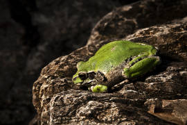 El calor puede contrarrestar efecto mortal de un hongo que ataca a las ranas