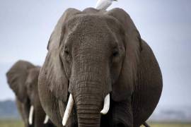 Elefantes matan a 5 persona en India