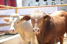 Los casos de ganado infectado por el gusano barrenador pasó de uno a 12 en la última semana.