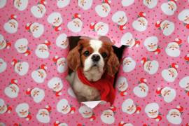 Evitar alimentos peligrosos y mantener una vigilancia adecuada permitirá que los perros disfruten.