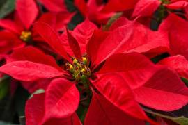 Una de las piezas fundamentales en las fiestas navideñas es la flor de Nochebuena, con su color rojo intenso hasta rosa pálido y blanco adornan los hogares.