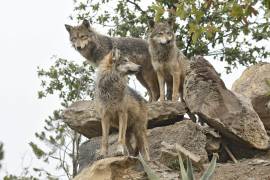 Especialistas analizan las condiciones necesarias para reintroducir ejemplares en ecosistemas naturales del Estado.