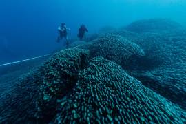 Una expedición de científicos descubre el coral más grande del mundo en las Islas Salomón del Pacífico Sur, indicaron los responsables del proyecto Pristine Seas de la sociedad National Geographic.