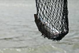 El Municipio busca proteger las especies sembradas en la Presa Palo Blanco y mantener la pesca bajo las reglas establecidas para el lugar.