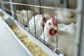La propagación del virus altamente contagioso está generando preocupación entre los gobiernos y la industria avícola.