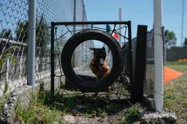 Un cachorro de pastor belga malinois recorre un circuito durante su entrenamiento en el Centro de Producción Canina del Ejército y Fuerza Aérea Mexicanos.