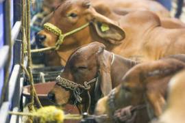 La Secretaría de Desarrollo Rural señala que ya cuenta con toda la documentación para reanudar los envíos.