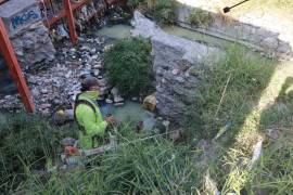 Personal municipal retiró maleza, basura, escombros y desechos orgánicos que obstruían el cauce y representaban un riesgo.