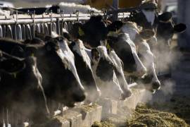 Vacas lecheras han sido infectadas por este virus, lo cual ha despertado sospechas sobre el impacto que puede tener en la salud humana.