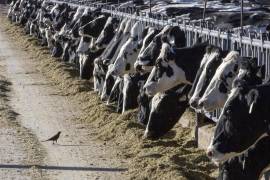 Alimentación de ganado lechero en una granja cerca de Vado, Nuevo México. El Departamento de Agricultura estadounidense dijo que la leche de vacas lecheras en Texas y Kansas dio positivo a la gripe aviar.