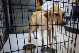 Desde el fin de semana, el gobierno estatal dio a conocer la clausura del Centro de Bienestar Animal de Santa Catarina.