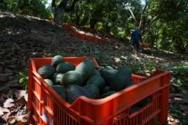 Michoacán se ubica como el principal productor del fruto verde con 72 por ciento.