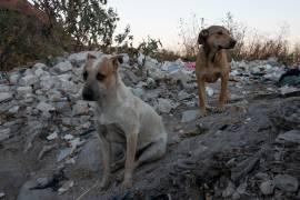 Se calcula que en Coahuila el 30 por ciento de los canes tiene dueño, otro 30 por ciento es comunitario y el 40 por ciento está en la vía pública.
