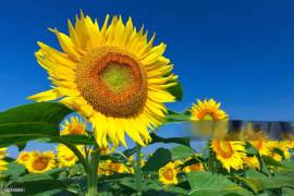Estudiantes de la UAAAN Unidad Laguna transformaron parte del campus en un campo de girasoles abierto al público durante esta temporada.