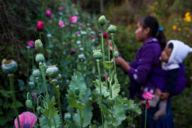 Control de plantíos de amapola provoca éxodo en Guerrero