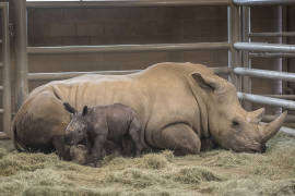 Rinoceronte nace por inseminación artificial en California, el primero en Norteamérica