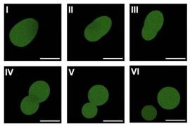 Microscopía de fluorescencia de SpudCell, una célula sintética ensamblada completamente a partir de componentes químicos no vivos, en proceso de división.