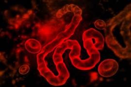 Virus de ébola podrían tratar tumores cerebrales, según un estudio