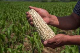 La Secretaría de Economía defendió que las restricciones al maíz transgénico y el uso de glifosato no ha causado afectación comercial y consistente con el acuerdo.