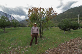 Mesa de las Tablas: ‘Si no hay manzana, no hay vida’