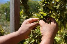 Potencial. El mercado de la cannabis medicinal sigue atado ante la falta de una regulación pendiente en el Congreso.