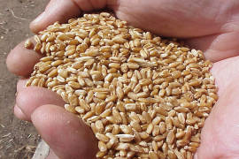 Dotan a productores de sorgo con semilla de buena calidad en Acuña